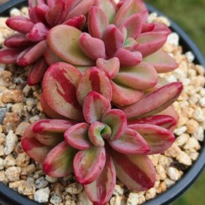 Echeveria Rezry variegata cluster