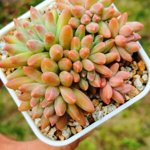 Pachyphytum Icarus
