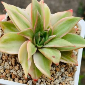 Echeveria Treasure Map variegata