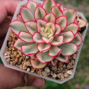 Echeveria Red Flower Queen variegata