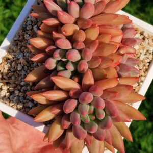 xPachyveria Crystal Ball cluster