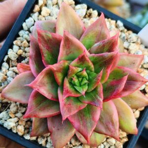Echeveria Treasure Map variegata