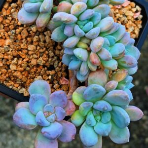 Pachyphytum Bodhi Seeds cristata