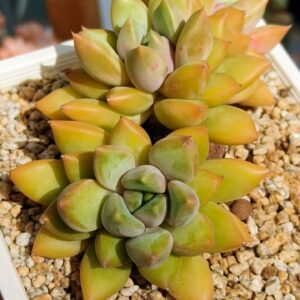 Echeveria Red Ivory Cluster
