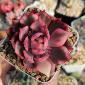 Echeveria Lotus Lantern variegata
