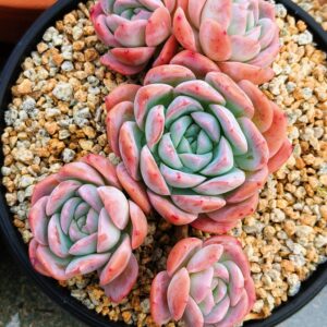 Echeveria Pink Ice cluster