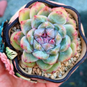 Echeveria Rainbow Core SP B