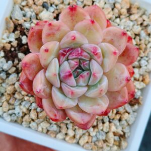 Echeveria Rainbow Core SP A