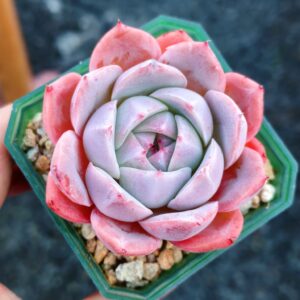 Echeveria Blush Rosette