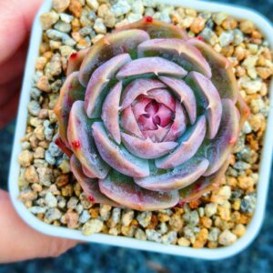 Echeveria Crystal Lamp