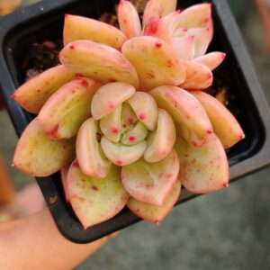 Echeveria German Champagne