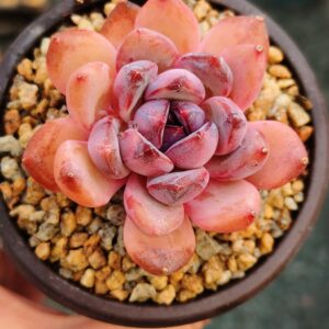 xPachyveria Arabian Nights