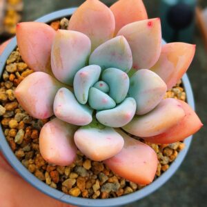 Graptoveria Opalina
