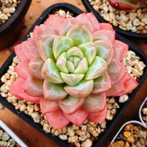 Echeveria Pink Whisper