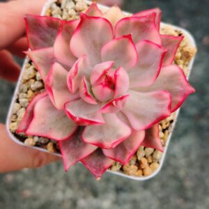 Echeveria Lotus Lantern variegata S