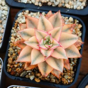 Echeveria Monocerotis super variegata