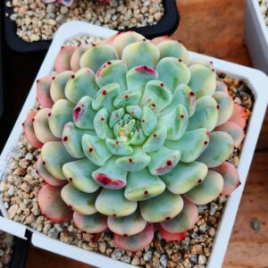 Echeveria Viyant variagata L