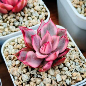 Echeveria Lotus Lantern variegata S