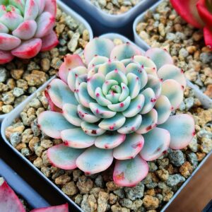 Echeveria Minima variegata S