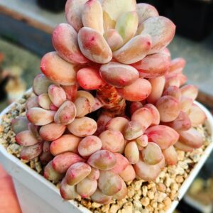 Pachyphytum Sweet Berry cluster