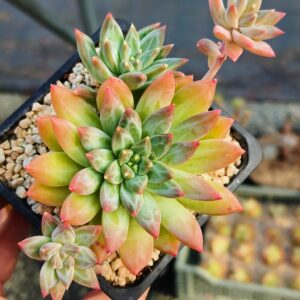 xPachyveria Flame Traces cluster