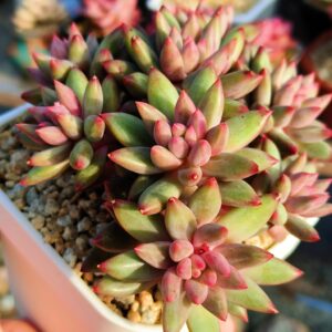 Pachyphytum YuMeiRen nervures plumeuses cluster