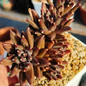 Pachyphytum Van Gogh cluster