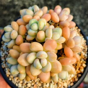 Graptosedum Red Miul hybrid cluster