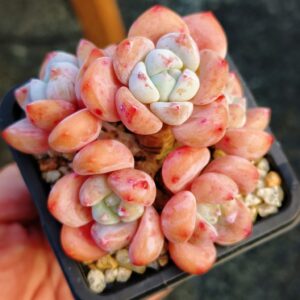 Sedeveria Maxwell cluster S