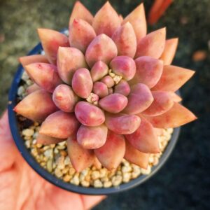 Pachyphytum Red Dragonfly L