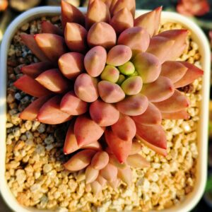 Pachyphytum Red Dragonfly L avec bébé