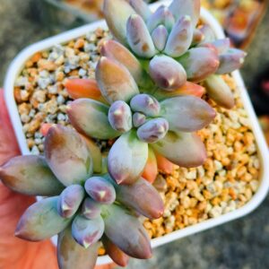 Pachyphytum Pine Cones cluster