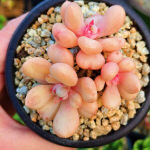 Echeveria Billgates cluster S