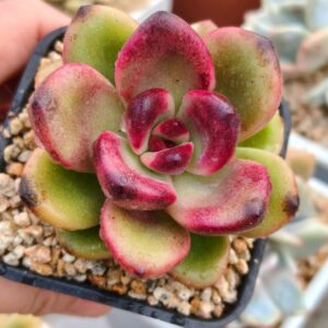 xPachyveria Black-Gold Roses