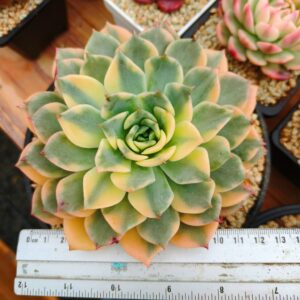 Echeveria 'Pink Erika' select variegata XL