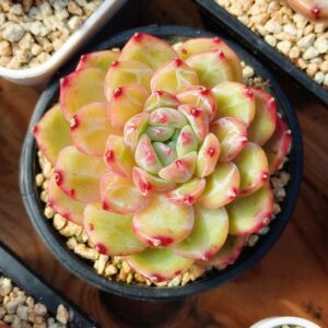 Echeveria Rainbow Core SP