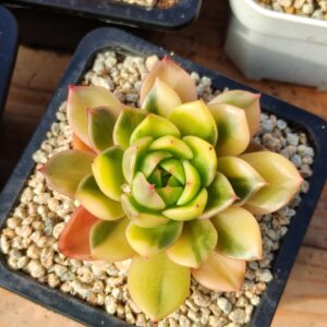 Echeveria Arkasya variegata