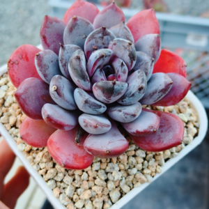 xPachyveria Arabian Nights