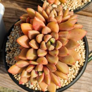 Echeveria Red Ivory Cluster A