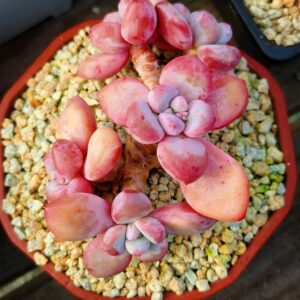 Pachyphytum Madame Butterfly cluster A