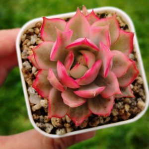 Echeveria Lotus Lantern variegata
