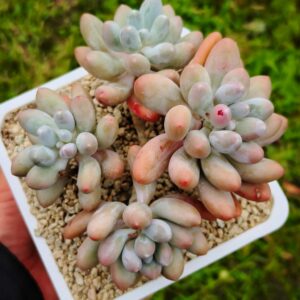 Pachyphytum Rice Ball cluster vieux tronc