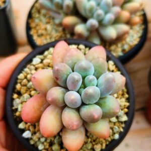 Pachyphytum Rice Ball S