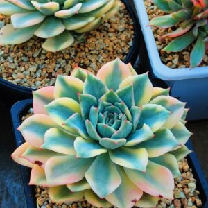 Echeveria 'Pink Erika' select variegata XL