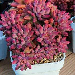 Pachyphytum YuMeiRen nervures plumeuses cluster