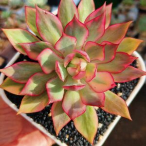 Echeveria Lotus Lantern variegata L