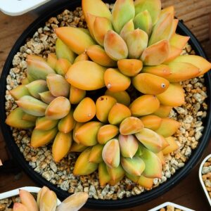 Echeveria Red Ivory Cluster