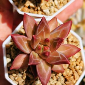 Pachyphytum Morgana