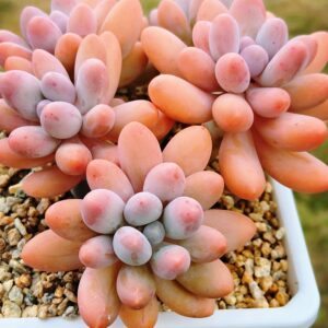 Pachyphytum Rice Ball cluster vieux tronc