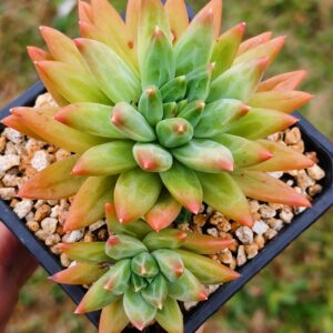 xPachyveria Flame Traces